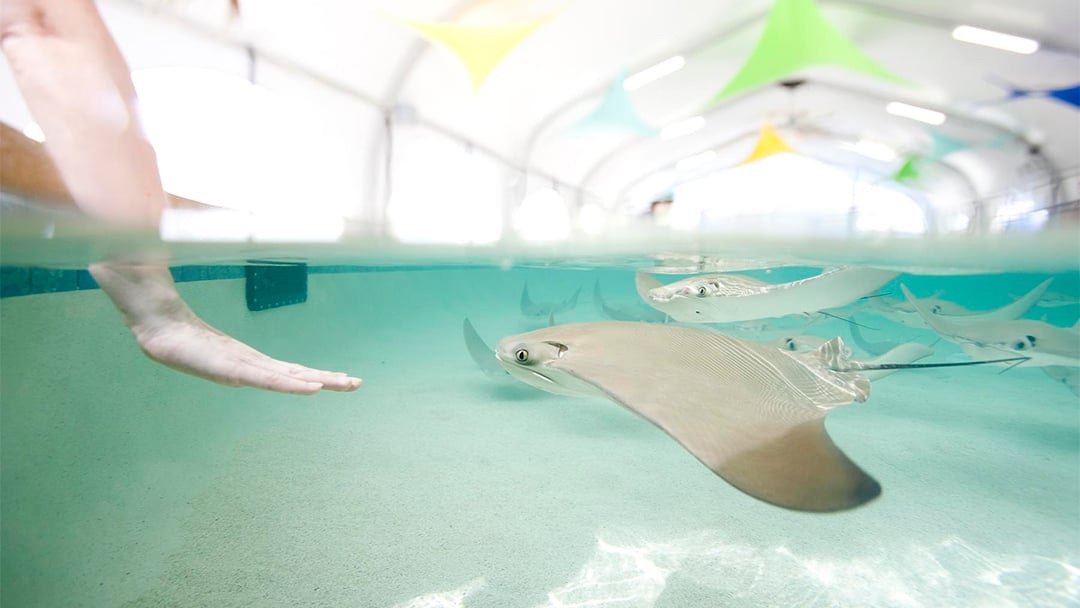 Do Stingrays Like Being Touched New Research Says Maybe Chicago Rays Hero 0221 